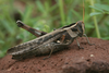FieldOccurrence 459; c08e365a-a7d4-4798-b5f6-3ecf378ca83c; Mbungo Hill southern slopes Kilimanjaro, 2012/05/25: female, lateral view. (FieldOccurrence).