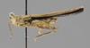CollectionObject 1523117; 861847a3-055b-4b6a-b6cd-fd117f9f8db2: male, lateral view (holotype). (CollectionObject).