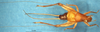 CollectionObject 1505326; 06763844-0603-4a69-8408-8af466275265: male, dorsal view (holotype). (CollectionObject).