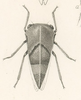 Habitus, dorsal view on Cyrtolobus pallidifrontis (Emmons, 1855): (Observation).
