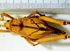 CollectionObject 1498830; 38abd980-a705-4fc3-8568-25bebe49a58c: 2012. female, dorsal view. (CollectionObject).