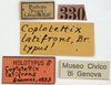 CollectionObject 1506798; ad3d7449-98ba-4600-a45d-2e507a282901: labels (holotype). (CollectionObject).