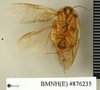 Hemelytroblatta (Mollidentoblatta) persica (Chopard, 1921): Copyright Natural History Museum, London. Holotype (adult male) in BM(NH). Ventral view. (Otu).