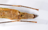 CollectionObject 1590066; 5ec2418e-ebf8-405e-a39f-7e0f95fe1356: copyright MNHN, Paris. female: end of abdomen, ventral view (holotype). (CollectionObject).