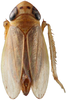 Habitus, dorsal view: Habitus, dorsal view (male). (Observation).