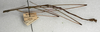 CollectionObject 1558093; NMW 405'', 7fcbe6ed-5c2e-43b4-9b51-cd5c8059bad6: copyright NMW, Vienna. male, lateral view (syntype). (CollectionObject).