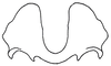 Zoniopoda omnicolor (Blanchard, 1843): Fig. 3A. epiphallus, frontal view. (Otu).