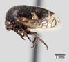 Habitus, lateral view: !! display not done !! on Vanduzea triguttata (Burmeister, 1836): (Observation).