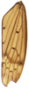 Forewing on Coarctana taurina Domahovski & Cavichioli, 2023: Male holotype [DZUP]: forewing. (Observation).