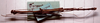 CollectionObject 1558531; 19b0f613-4523-4af7-969e-1e3b2e2e2d5c: copyright MHNG Geneva. male (holotype). (CollectionObject).