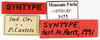 CollectionObject 1587357; MNHN(SF IMPORT DUPLICATE) MNHN-EP-EP3455, 936e2a4d-0fce-435f-98c1-ba29320d0d45: CC BY-NC-ND 4.0/MNHN - Depraetere Marion - 2014. Syntype, male, of lineaticollis Bolívar, 1897. Specimen number: MNHN-EP-EP3455. http://coldb.mnhn.fr/catalognumber/mnhn/ep/ep3455. (CollectionObject).