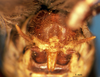 CollectionObject 1505405; fad9972a-8e1a-432b-98b6-b837cefd440d: male abdomen tip, caudal view. (CollectionObject).