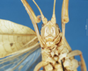 CollectionObject 1506977; c920cdc3-daa0-42ed-bf9f-92cbb3a81a65: female, frontal view (holotype). (CollectionObject).