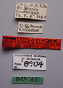 CollectionObject 1527229; 8399bfff-e888-47f9-9ae1-8ca5b06d044c: male, labels (holotype). (CollectionObject).