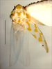 Habitus, dorsal view: Habitus (holotype of E. meadi Hepner, INHS collection). (Observation).