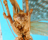 CollectionObject 1578132; b4e04049-d3cb-4fa5-aebc-b96192f00f81: male abdomen tip. (CollectionObject).
