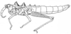 Echinotropis horrida (Saussure, 1899): Fig. 218. female habitus. (Otu).