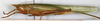 CollectionObject 1592160; NMW 10380, 53ea4249-35fb-4f72-a339-0a7c2bcec8e1: female, lateral view. (CollectionObject).