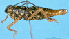 CollectionObject 1566398; 6f92decc-86ec-4fd1-a76c-d5130bc37fd2: male, lateral view (syntype). (CollectionObject).