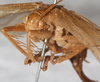 CollectionObject 1533038; NMW 15.460', 1e7dca16-5ead-4a8e-b7d2-95952751d224: female, fronto-lateral view (syntype). (CollectionObject).