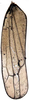 Forewing: !! display not done !! on Neozygina Dietrich & Dmitriev, 2006: Forewing (N. ceonothana Beamer). (Observation).