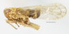 Habitus, lateral view: !! display not done !! on Toya (Metadelphax) argentinensis (Muir, 1929): (Observation).
