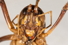 CollectionObject 1531304; 2ddf6dcd-6a1c-47b1-858d-3140fa7c5a1c: male, anterior view (syntype). (CollectionObject).