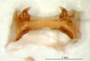 CollectionObject 1521404; 345bb1b9-dfaa-442b-9a08-1662e7382539: male, epiphallus (holotype). (CollectionObject).