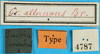 CollectionObject 1500155; e6713855-9cc7-4867-a669-aca9575c269a, MfN 4787: labels (holotype of Gryllacris alternans). (CollectionObject).