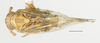 Habitus, dorsal view: !! display not done !! on Toya (Metadelphax) argentinensis (Muir, 1929): (Observation).