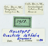 CollectionObject 1532196; 958e9f37-8b9c-4621-9db0-3b213005d99a, NMW No. 2955: labels (holotype). (CollectionObject).