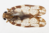 Habitus, dorsal view: !! display not done !! on Nogodina Stål, 1859: (Observation).