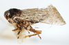 Habitus, lateral view: !! display not done !! on Pissonotus divergens Bartlett, 2000: (Observation).