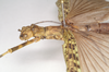 CollectionObject 1557222; NHMUK(SF IMPORT DUPLICATE) 845112, dfab928e-c74c-485d-b0ea-87ae5987a766: copyright Natural History Museum, London. female: head and thorax, lateral view of synonym Perlamorphus hieroglyphicus (syntype). (CollectionObject).