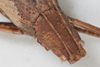 CollectionObject 1506571; 4fd186a4-53fa-4871-880a-8920df8cf498: female, dorsal view (syntype). (CollectionObject).
