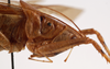 CollectionObject 1534682; 06719e8b-994d-4161-839d-ab64765ecfd3: male pronotum, lateral view (holotype). (CollectionObject).