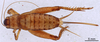 CollectionObject 1961575; ea1d0043-4fc1-450d-826d-ccfcb760f3dc, ANSP006_GRYLL_ANSP: Female, dorsal view (paratype). (CollectionObject).