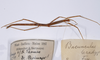 CollectionObject 1558994; 07c8b373-151c-4672-9044-c405cd3b7e66: copyright ZMHB, Berlin. female juv., dorsal view of Bacunculus bradypus (holotype). (CollectionObject).