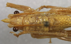 CollectionObject 1538064; 08c3f3ec-64fd-4f27-addd-1744c0067413: male pronotum, dorsal view (holotype). (CollectionObject).