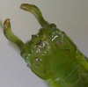 Tettigoniopsis forcipicercus Yamasaki, 1982: male cerci. (Otu).