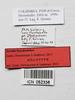 CollectionObject 1563921; af0fb0d3-718a-4a8f-b439-584e908796e1: male, data labels (holotype). (CollectionObject).