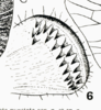 Ovipositor on Bahuflata punctata Dlabola, 1979: (Observation).