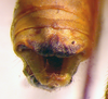 CollectionObject 1568262; ca886a3b-4a9e-47b0-b3d2-91285f4e26ee: male abdomen tip, dorsal view (holotype). (CollectionObject).