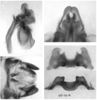 Melanoplus digitifer Hebard, 1936: male genitalia. (Otu).