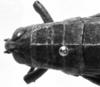 CollectionObject 1567330; a85227a1-3163-4f28-8716-aa4b4e280595: female head and pronotum, dorsal view (paralectotype). (CollectionObject).