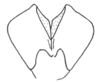 Ceuthophilus (Ceuthophilus) gracilipes gracilipes (Haldeman, 1850): Fig. 704. male subgenital plate. (Otu).