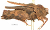 CollectionObject 1521861; OUM 718, 88680856-1173-4b6b-b379-50533c90b211: female, lateral view (holotype of Thoradonta dentata). (CollectionObject).
