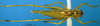 CollectionObject 1521378; 81f81e06-dd89-4e88-9321-14fe85fe7fda: male, dorsal view (holotype). (CollectionObject).