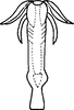 Aedeagus, ventral view on Edwardsiana javedi Ahmed & Naheed, 1981: Aedeagus, ventral view. (Observation).