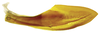 Second valvula of ovipositor on Caetana pulchra Domahovski, Gonçalves, Takiya & Cavichioli, 2019: Female paratype [DZRJ]: second valvula, lateral view. (Observation).